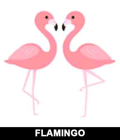 Flamingo 623